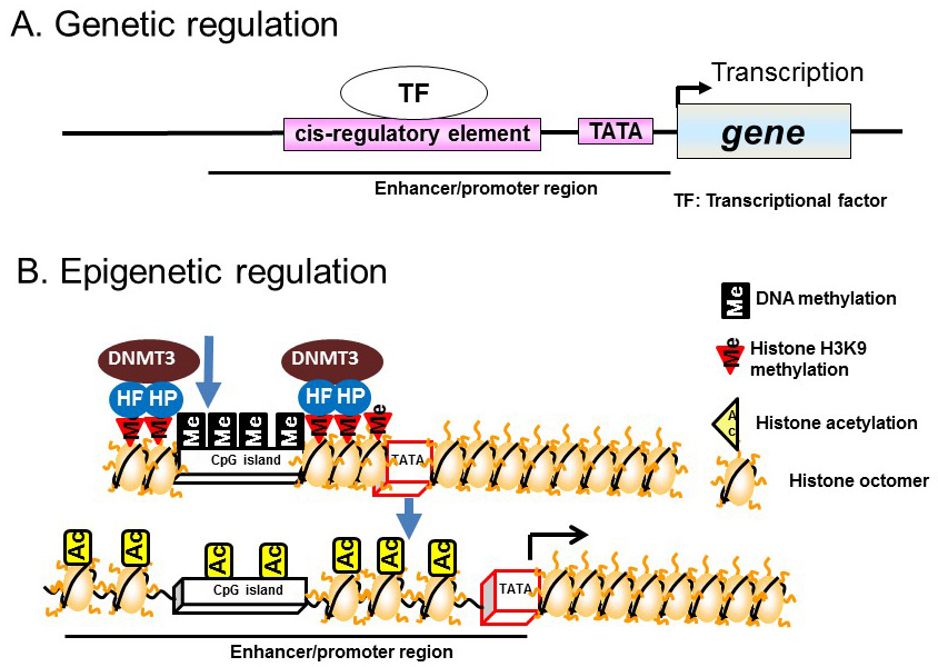 Reg b. Cpg последовательность ДНК. Cpg мотив это. Gene Regulation. Подик Gene.